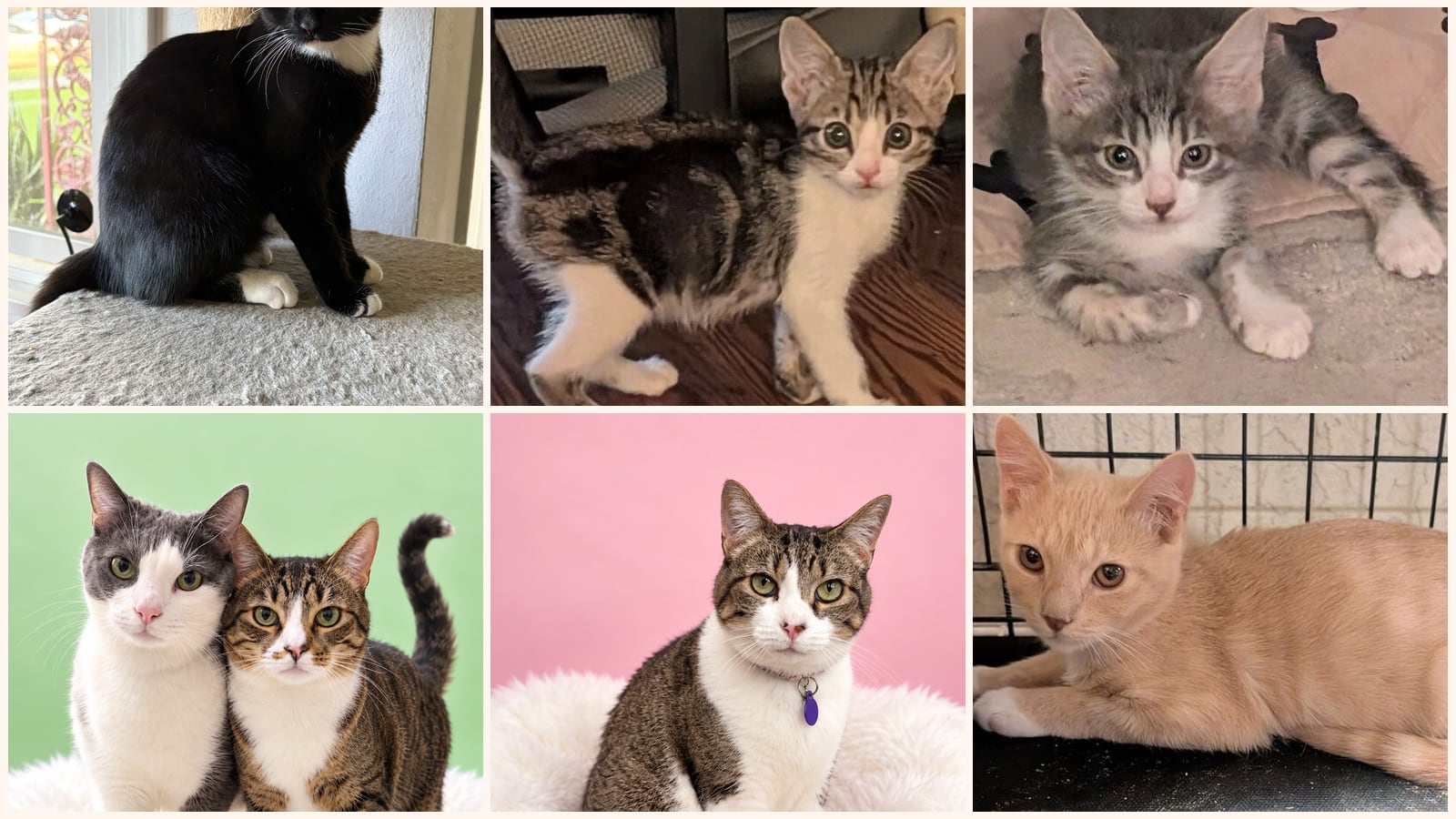 Cats up for adoption near Redlands, CA