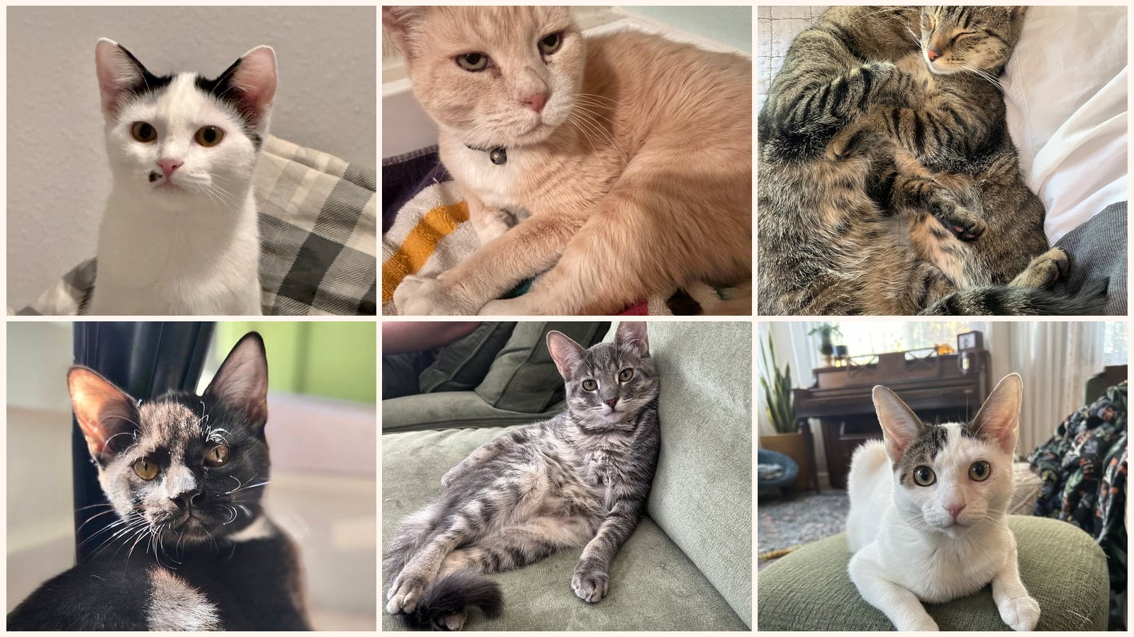 Cats up for adoption near Riverbank, CA
