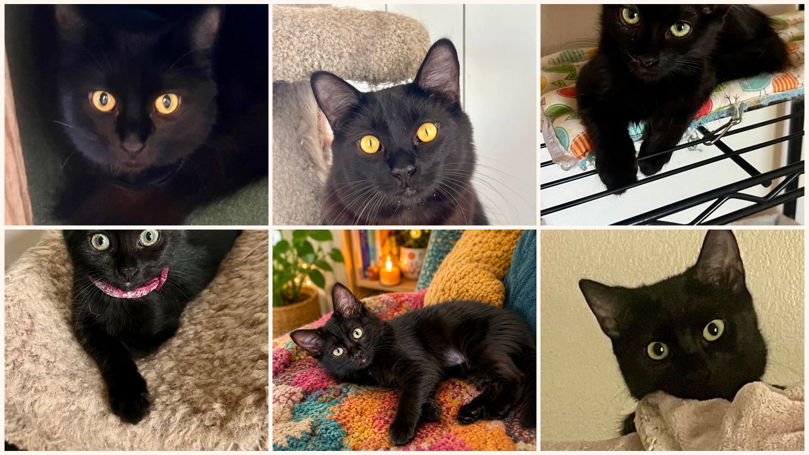 Cats up for adoption near Rosamond, CA