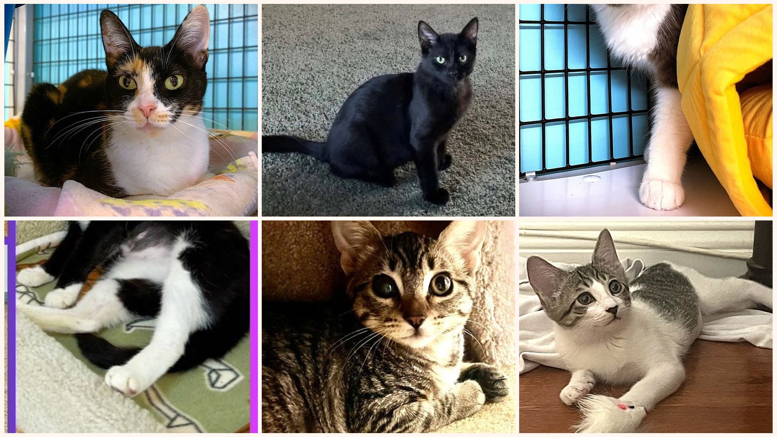 Cats up for adoption near Rossmoor, CA