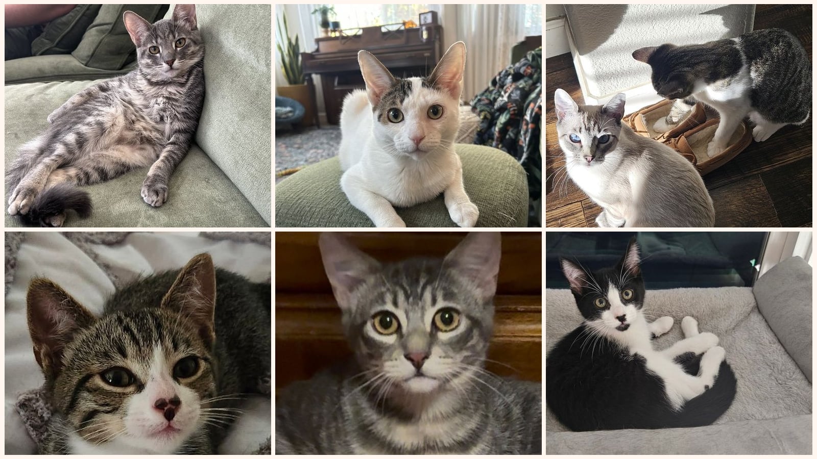 Cats up for adoption near Salida, CA