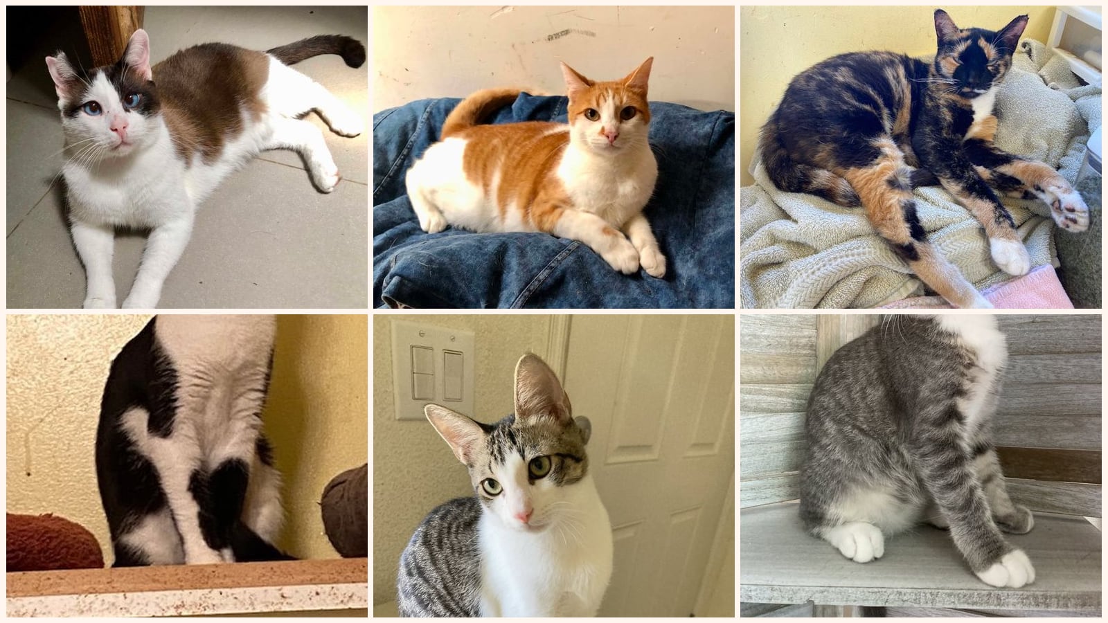 Cats up for adoption near San Diego Country Estates, CA