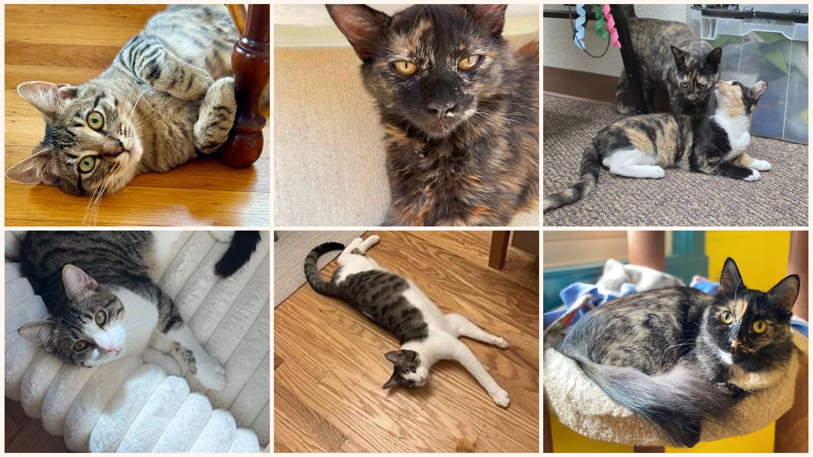 Cats up for adoption near San Rafael, CA