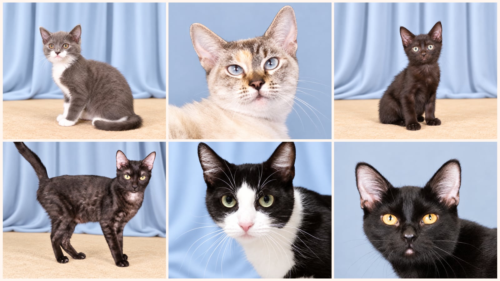 Cats up for adoption near South Pasadena, CA