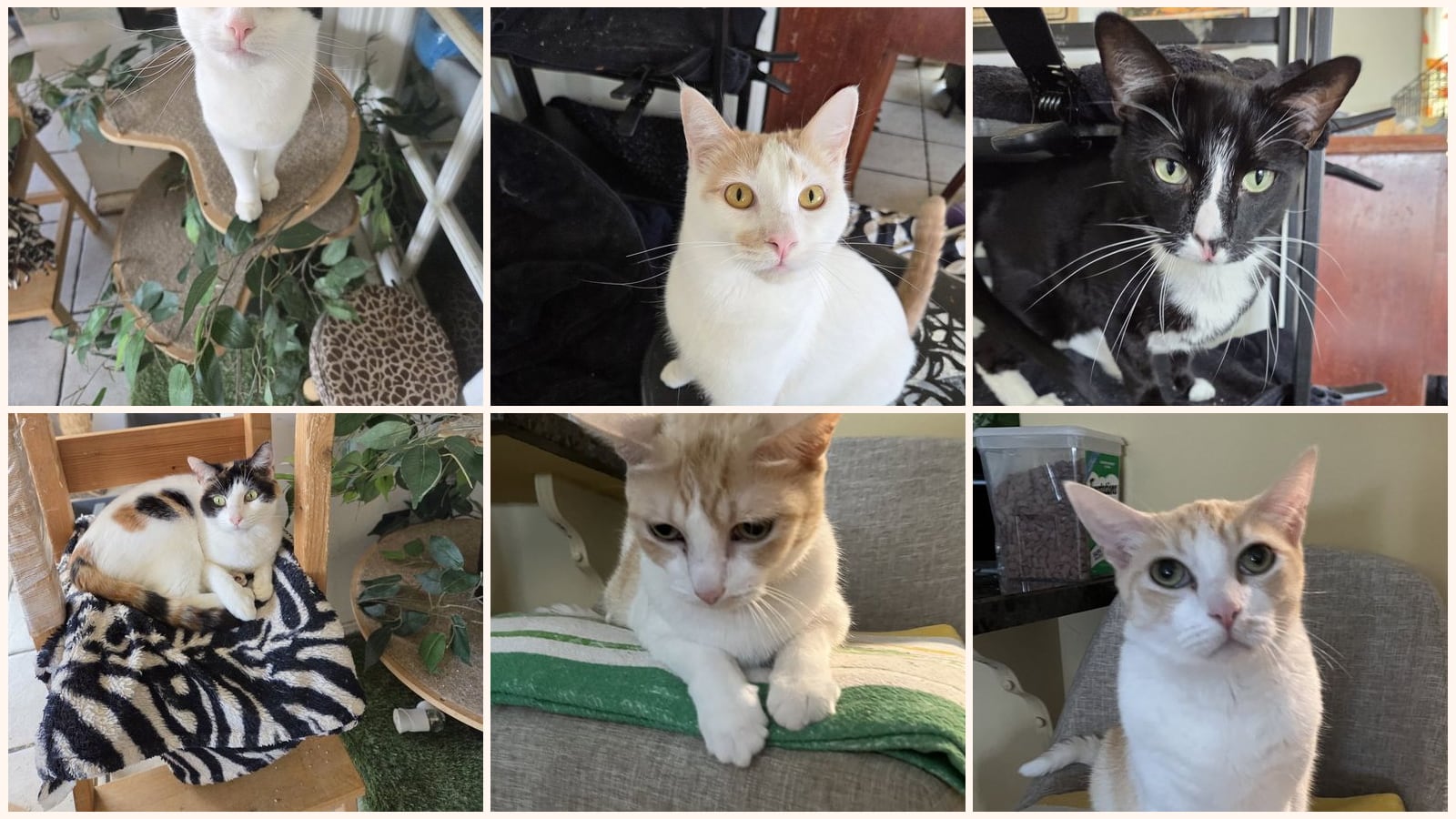 Cats up for adoption near Stanton, CA