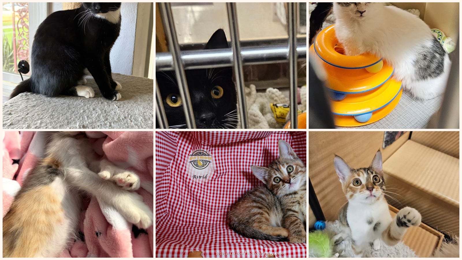 Cats up for adoption near Temescal Valley, CA