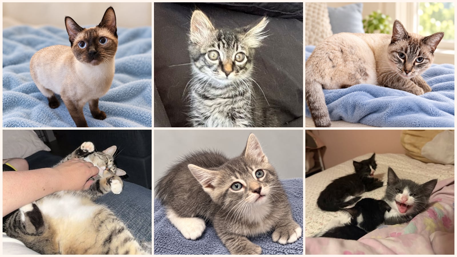 Cats up for adoption near Vacaville, CA