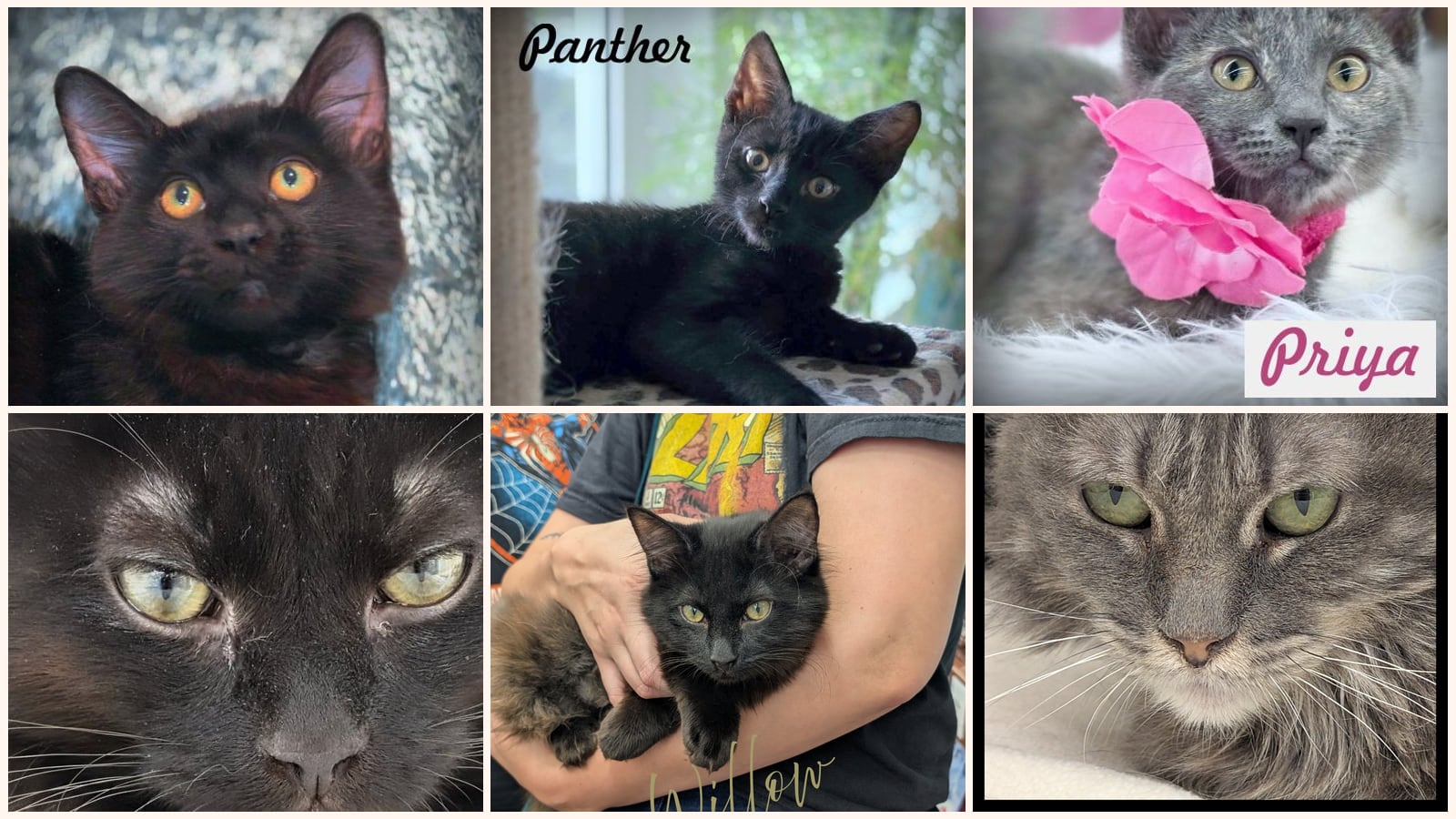Cats up for adoption near Walnut, CA