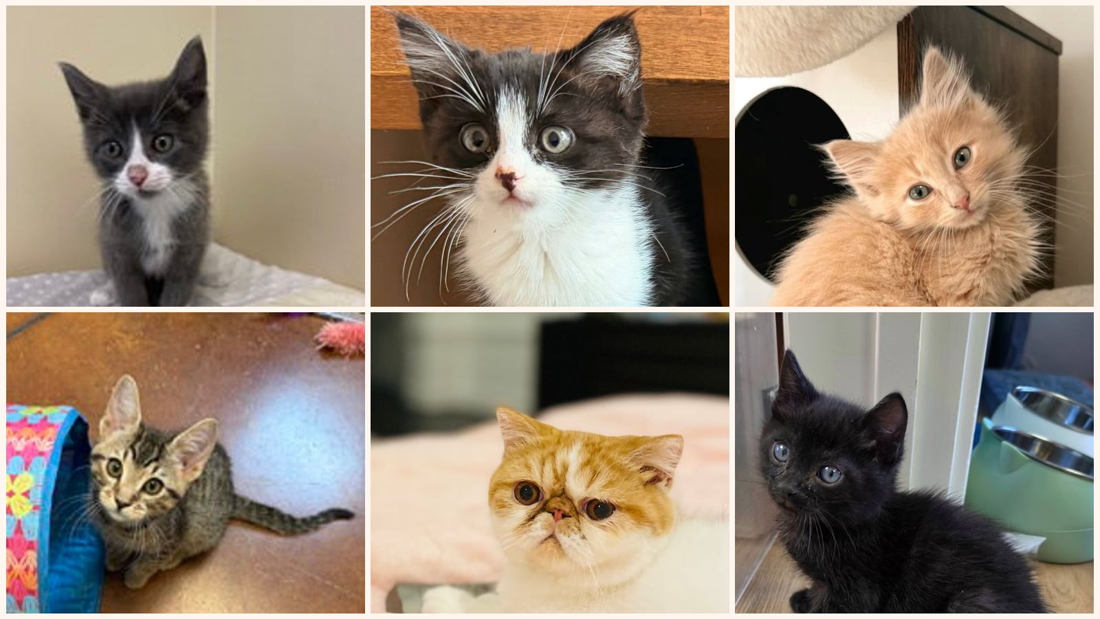 Cats up for adoption near Watsonville, CA