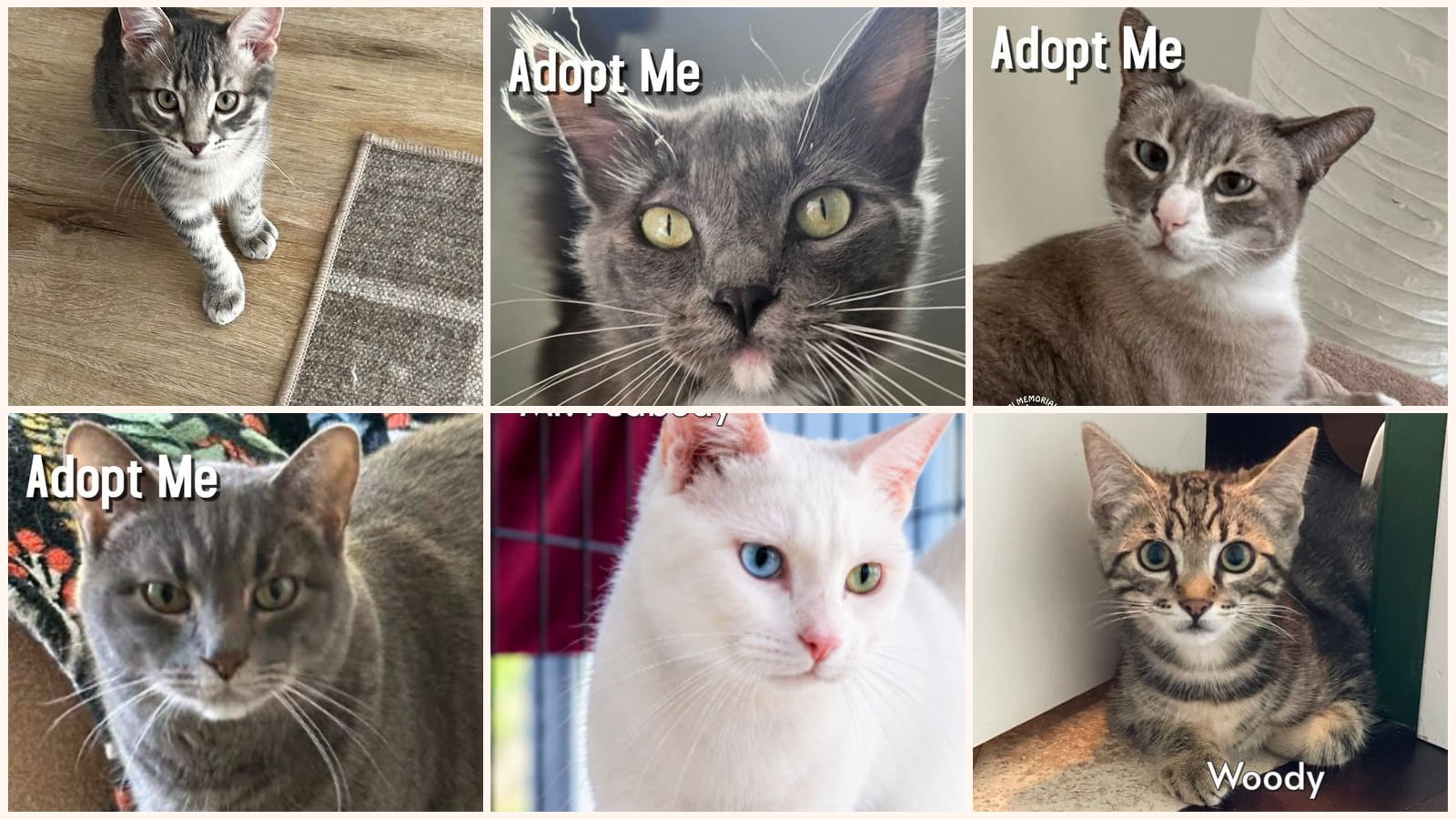 Cats up for adoption near West Carson, CA