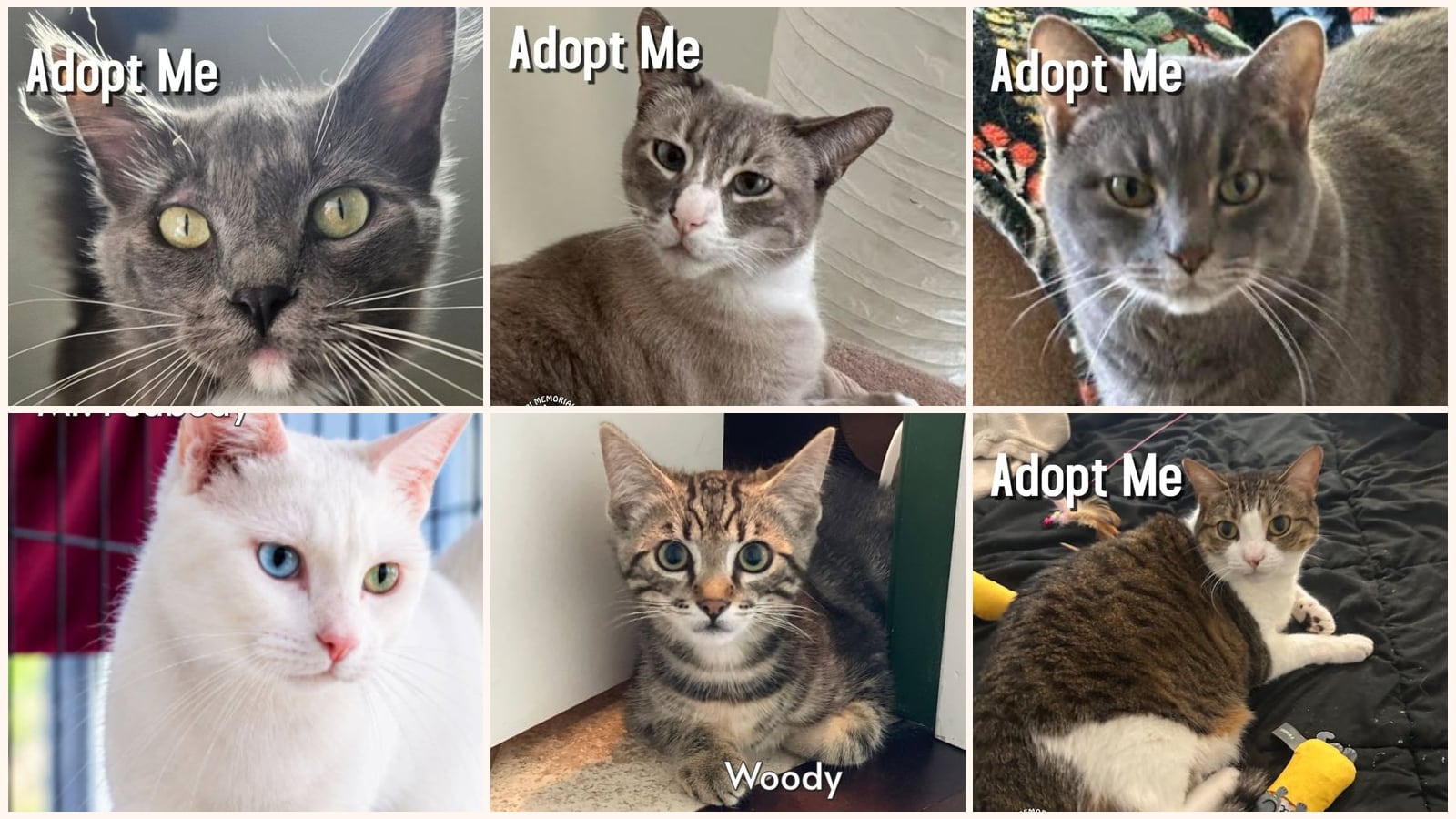 Cats up for adoption near Westmont, CA