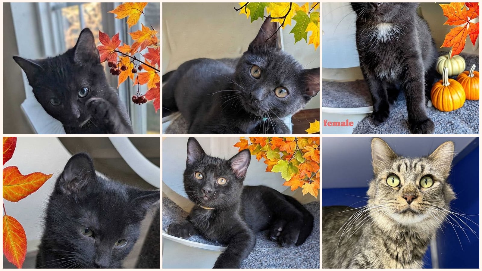 Cats up for adoption near Black Forest, CO