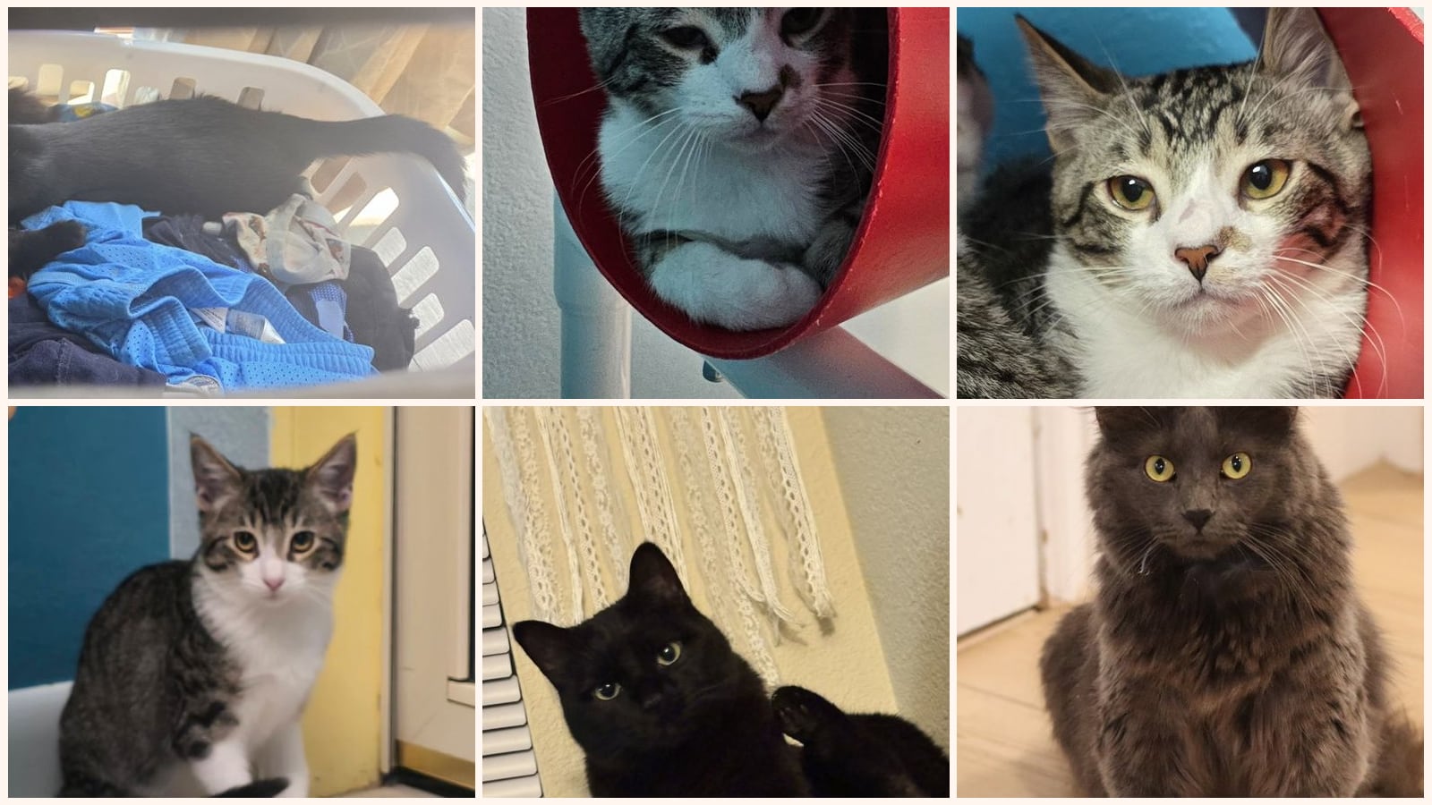 Cats up for adoption near Ken Caryl, CO