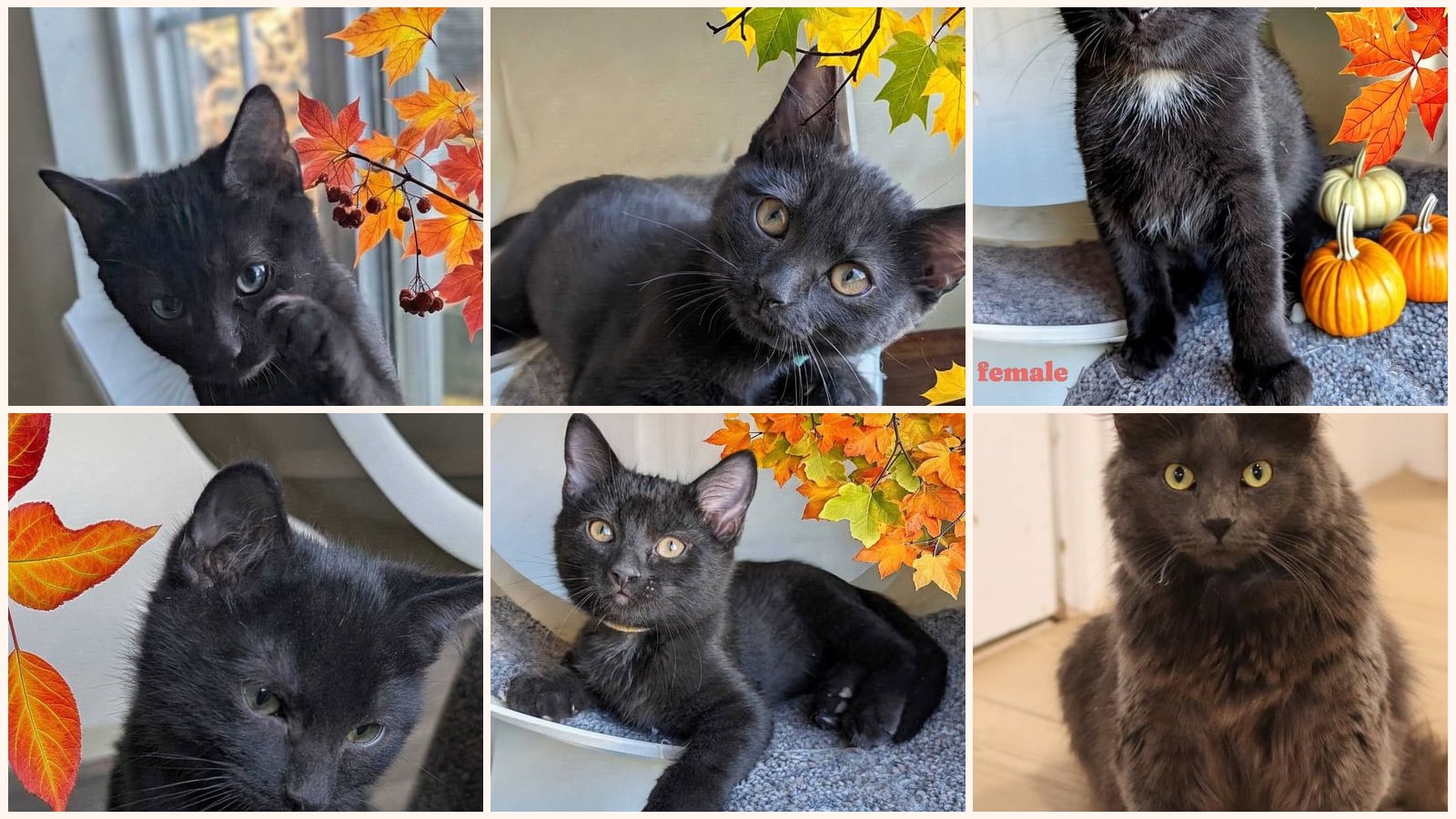 Cats up for adoption near Pueblo, CO