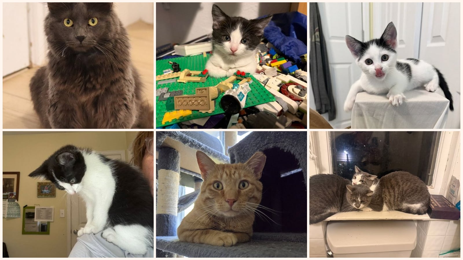 Cats up for adoption near Sherrelwood, CO