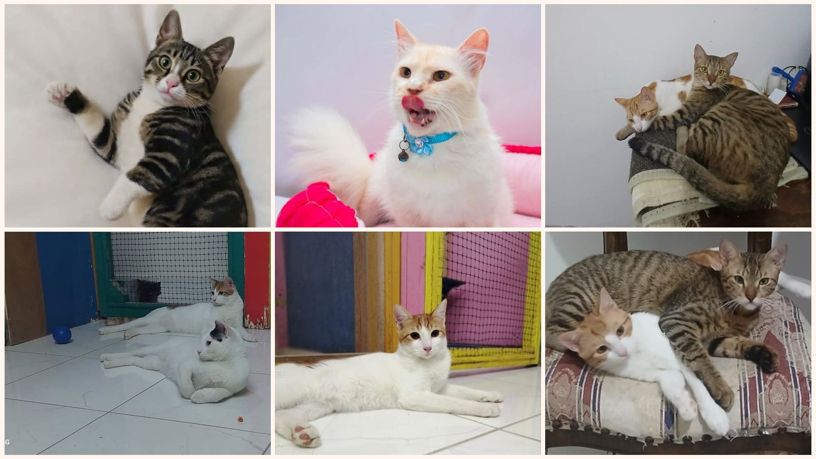 Cats up for adoption near Manchester, CT