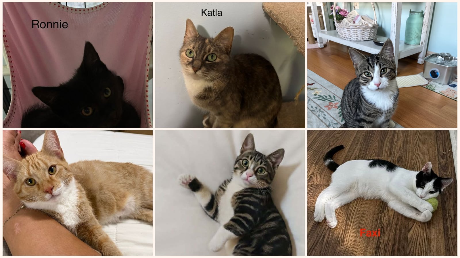 Cats up for adoption near Meriden, CT