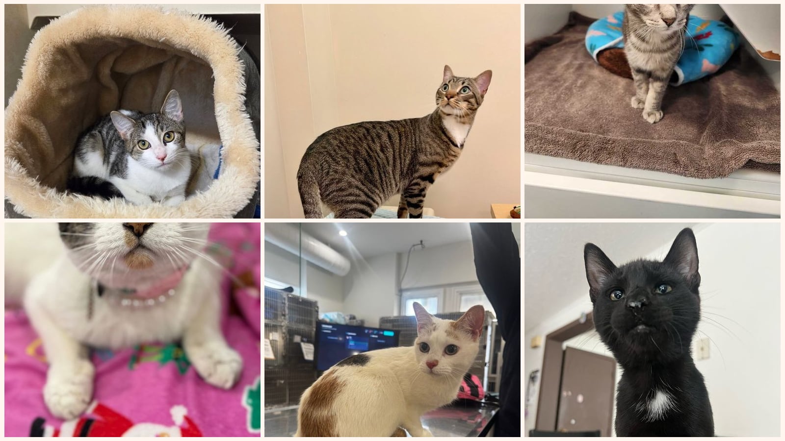 Cats up for adoption near Stamford, CT