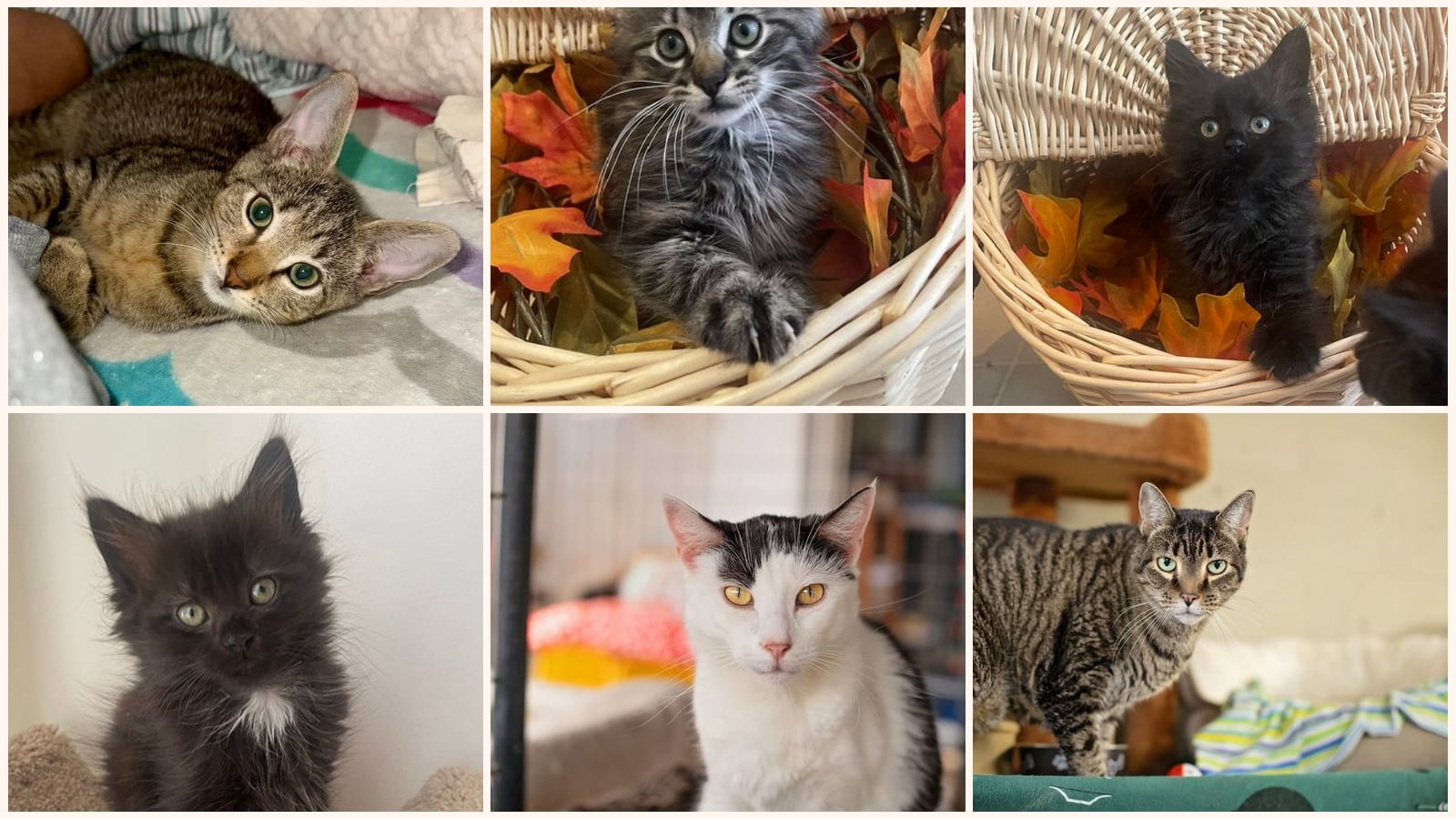 Cats up for adoption near Brookside, DE