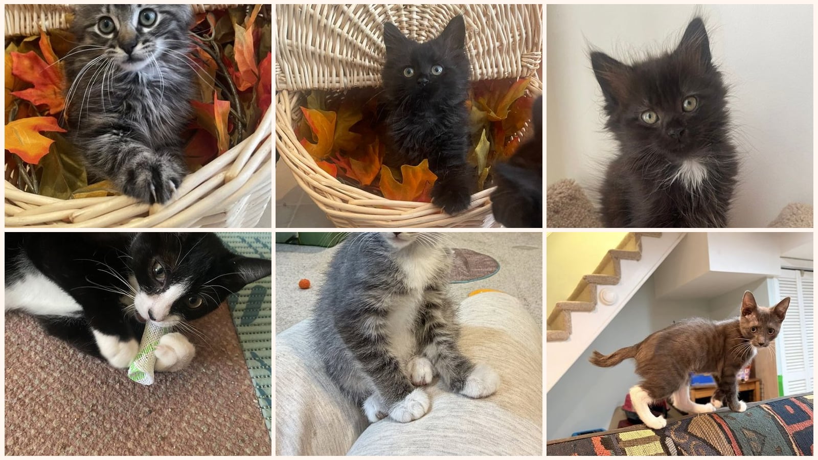 Cats up for adoption near Hockessin, DE