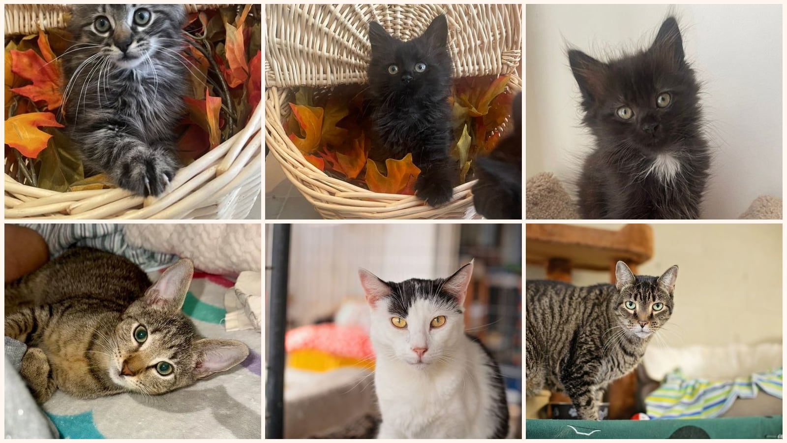 Cats up for adoption near Pike Creek Valley, DE