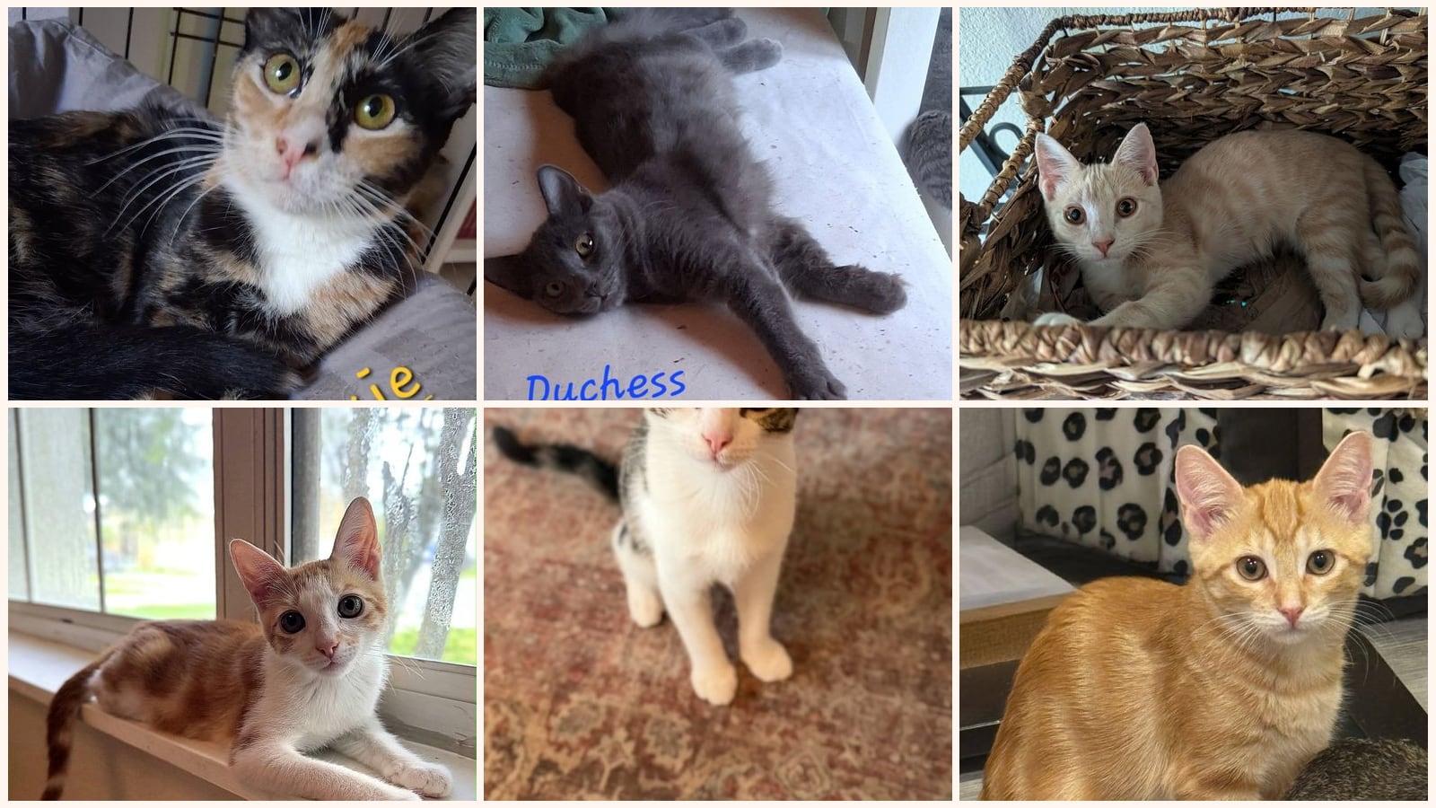 Cats up for adoption near Altamonte Springs, FL