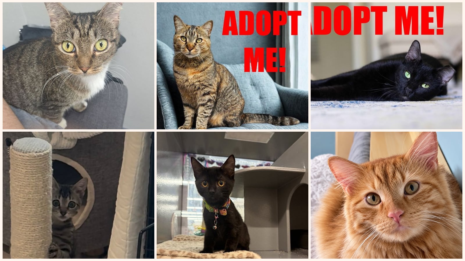 Cats up for adoption near Bellair-Meadowbrook Terrace, FL