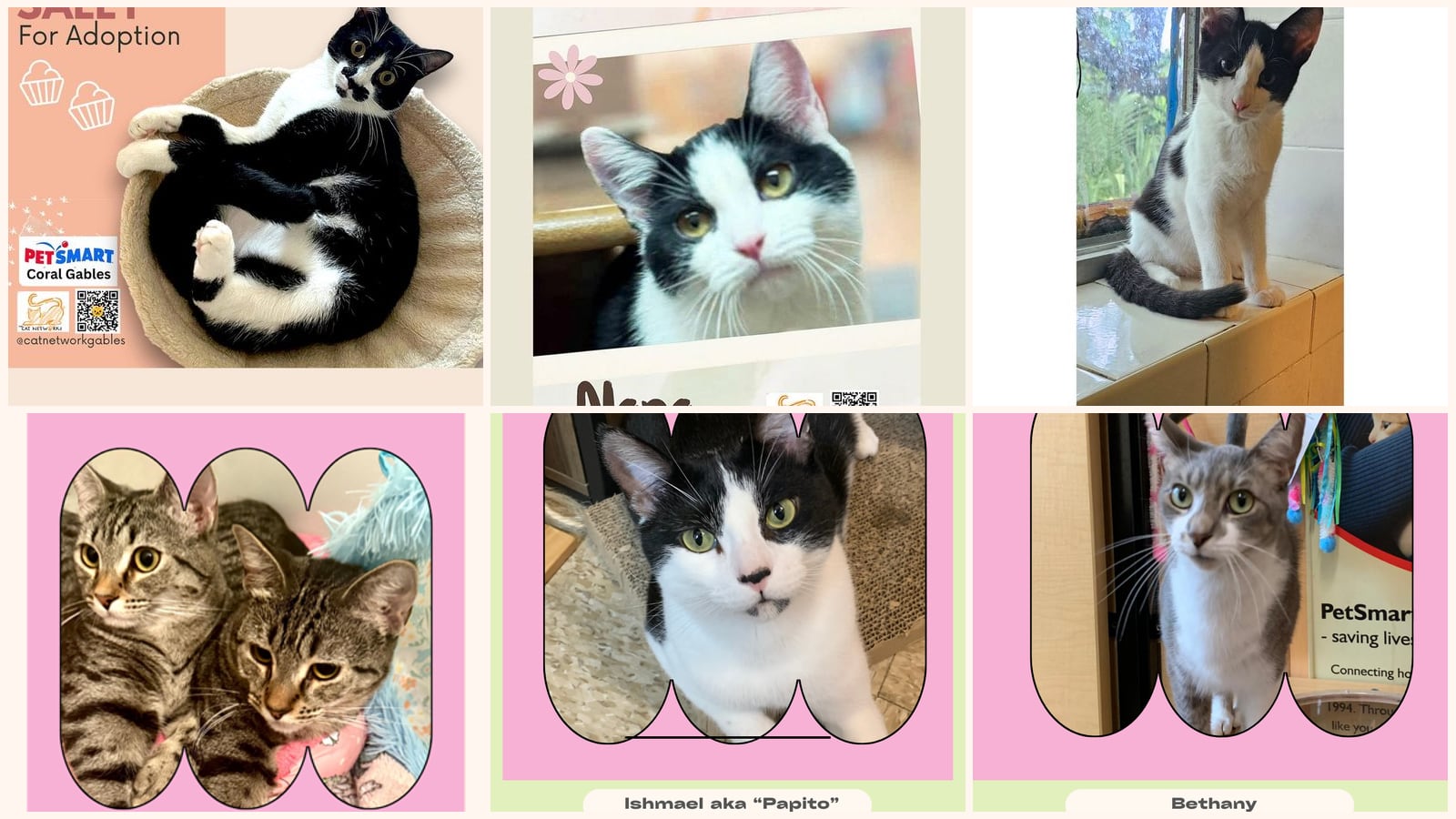 Cats up for adoption near Brownsville, FL