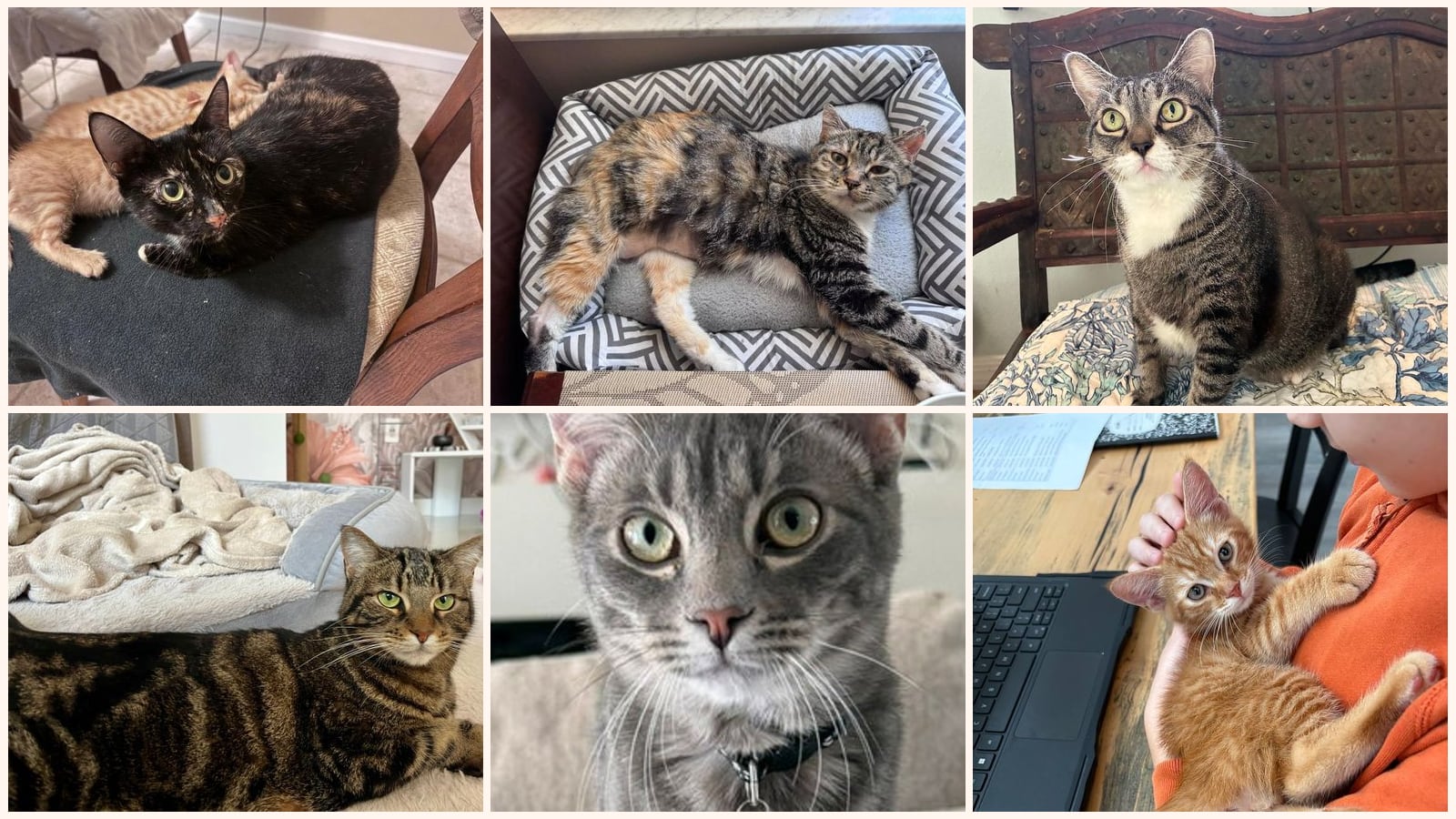 Cats up for adoption near Conway, FL