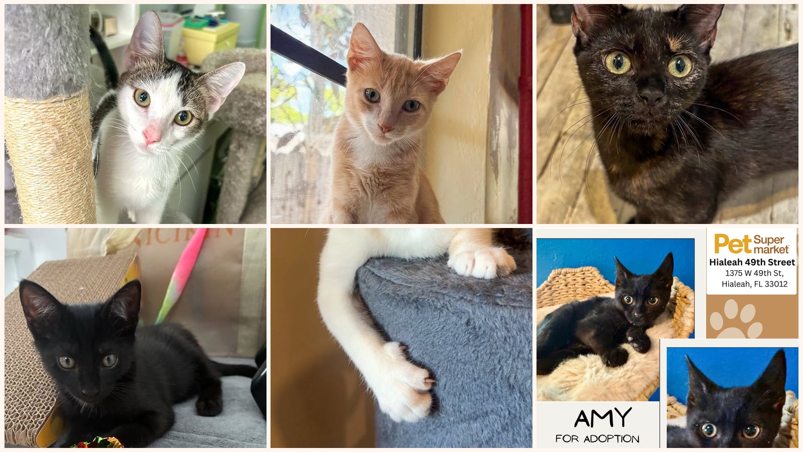 Cats up for adoption near Country Club, FL
