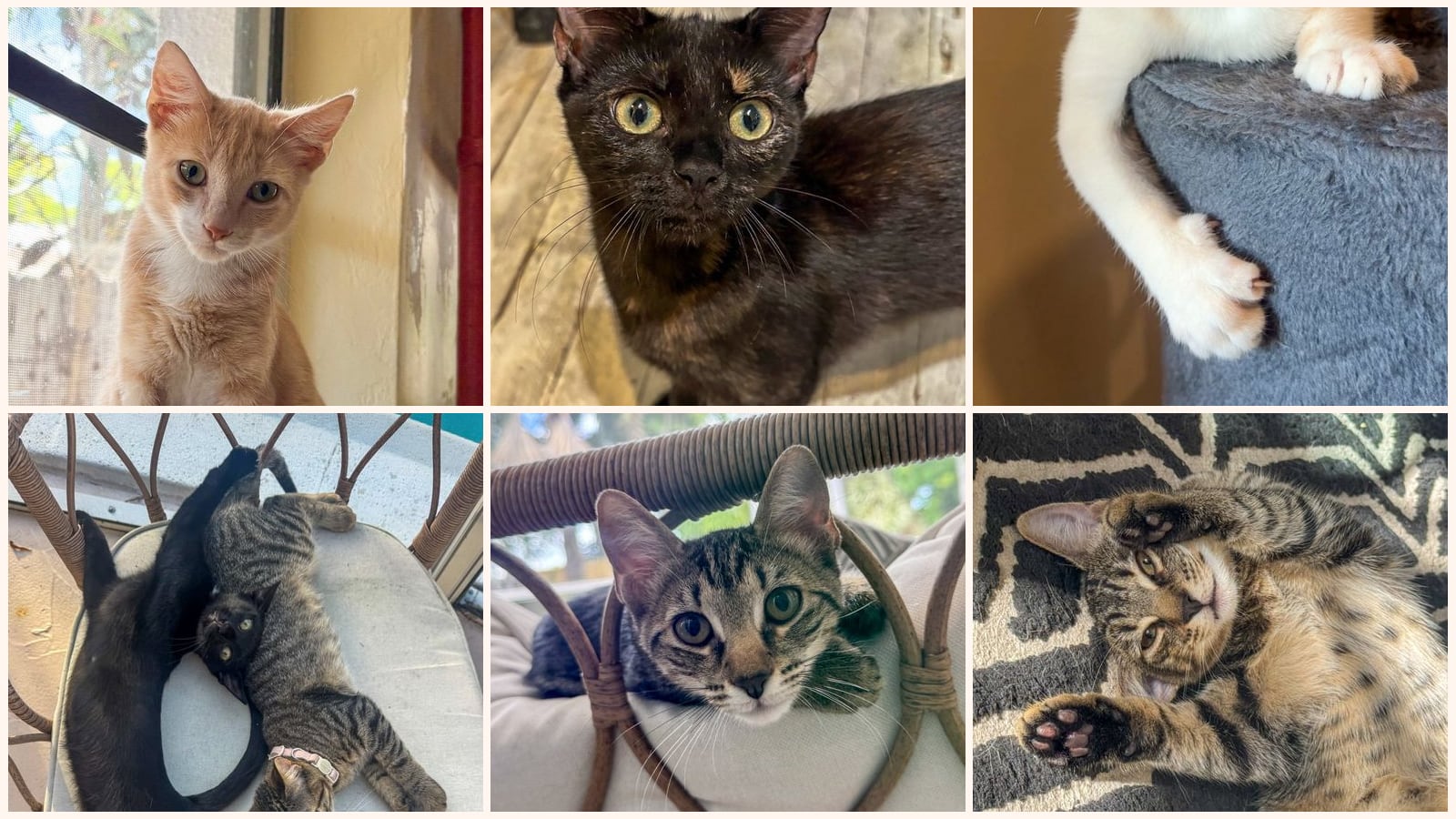 Cats up for adoption near Dania Beach, FL