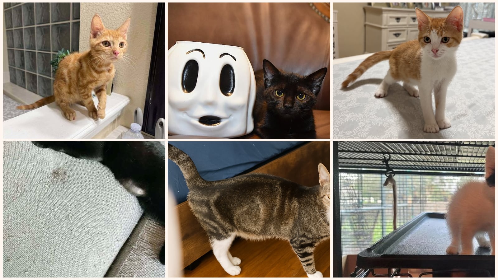 Cats up for adoption near DeLand, FL