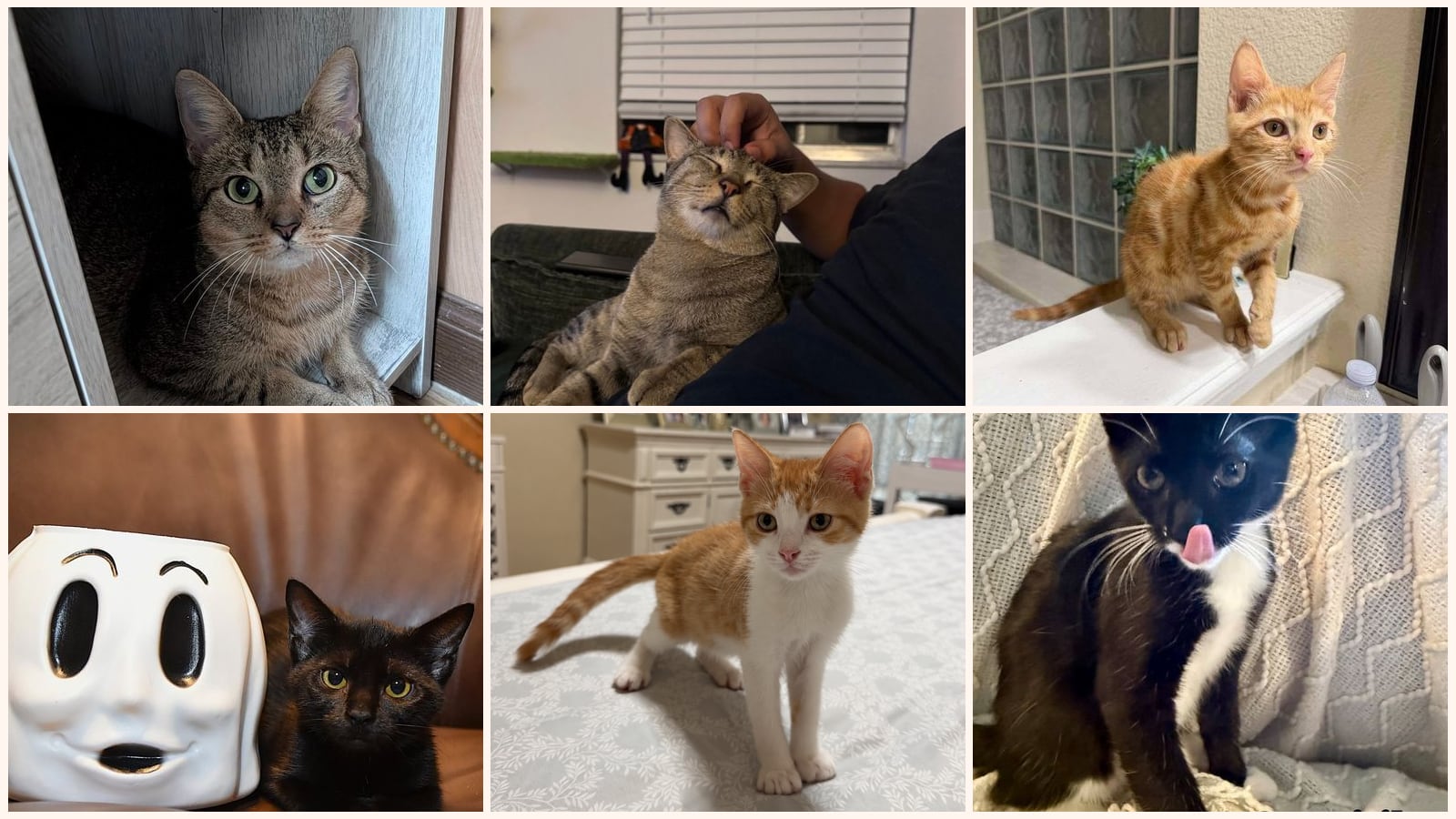 Cats up for adoption near Deltona, FL