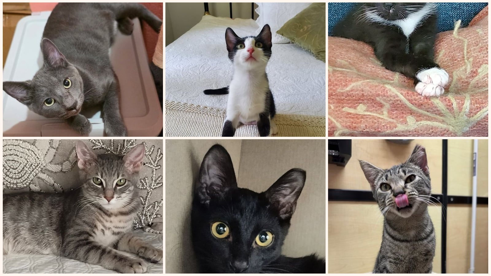 Cats up for adoption near Destin, FL