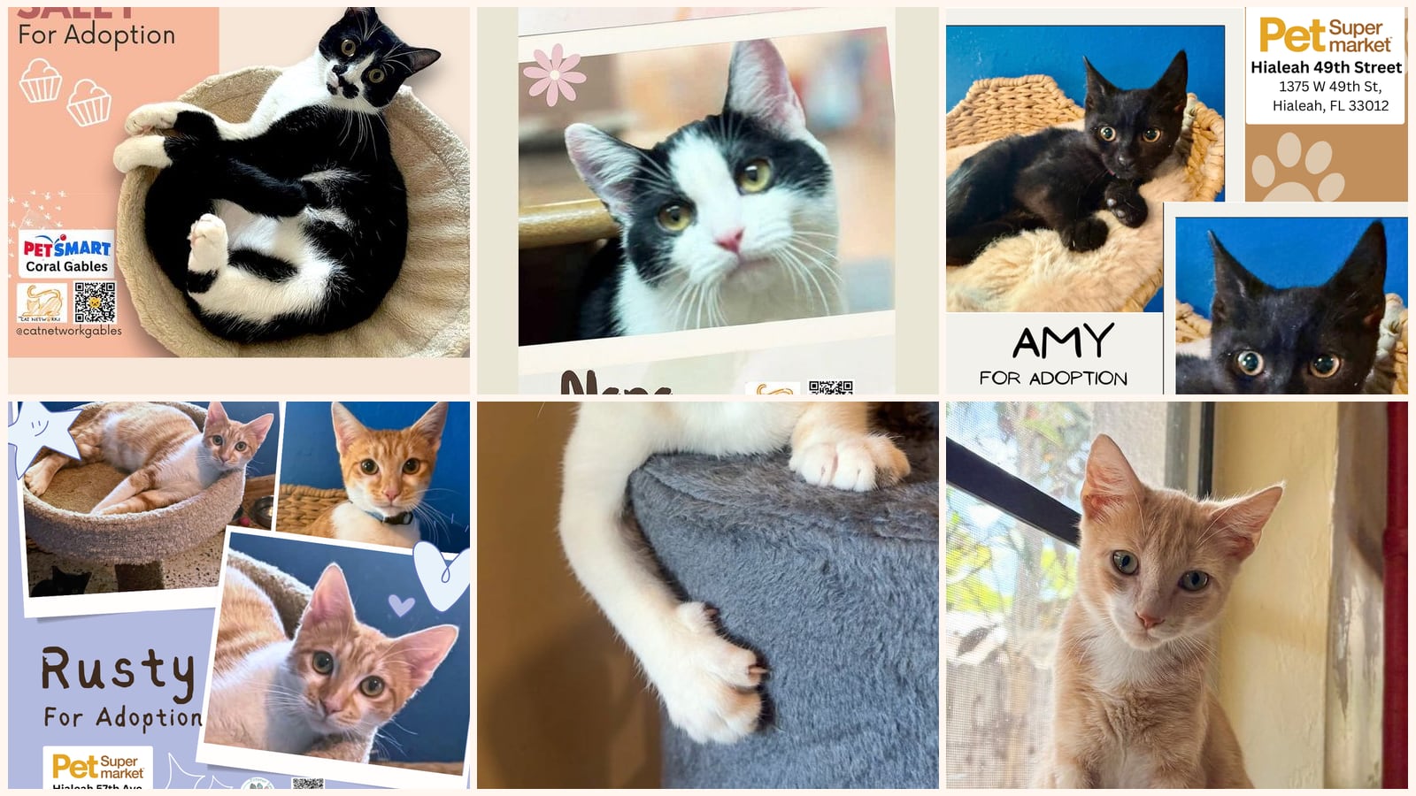 Cats up for adoption near Doral, FL