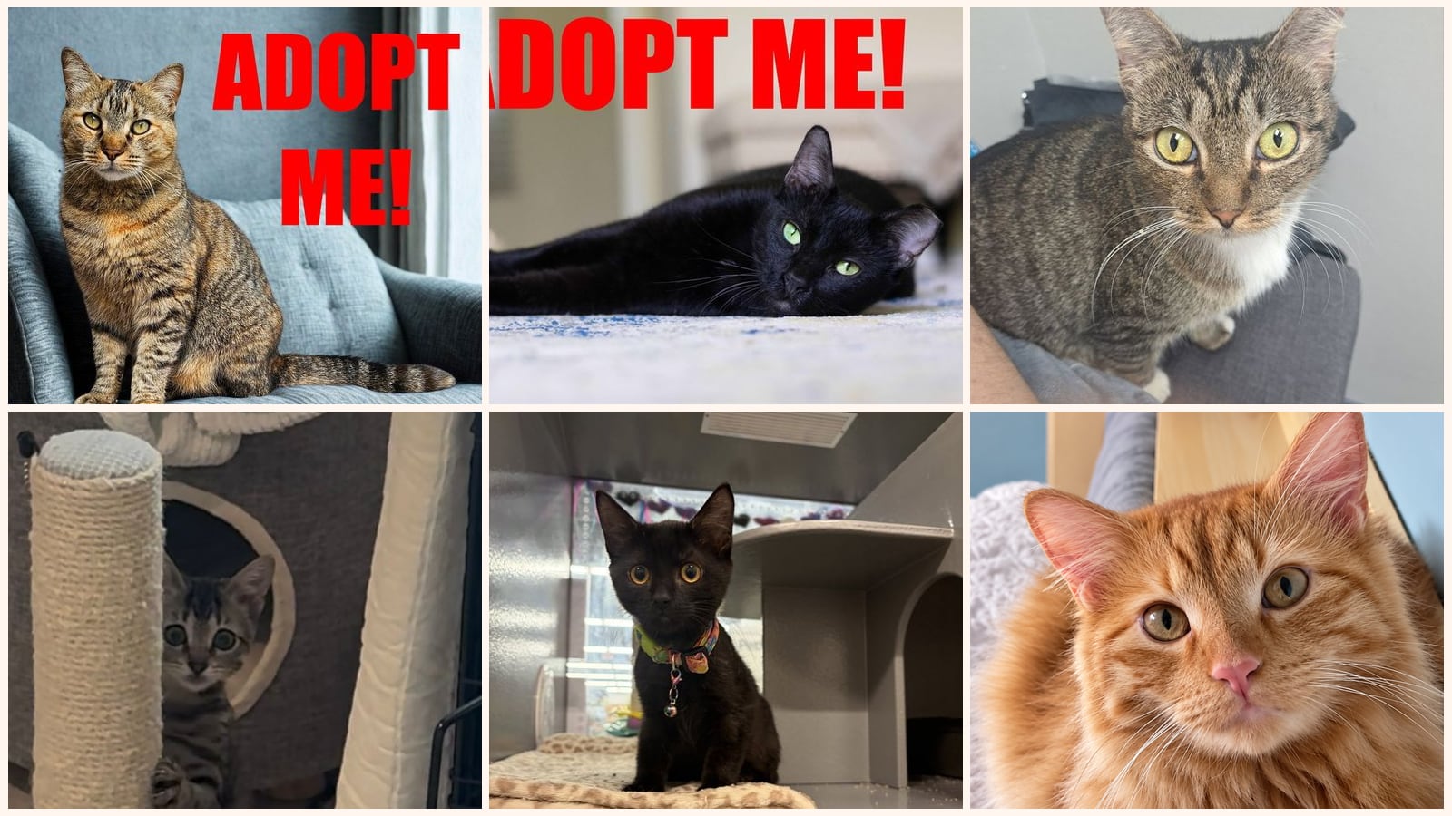 Cats up for adoption near Fernandina Beach, FL