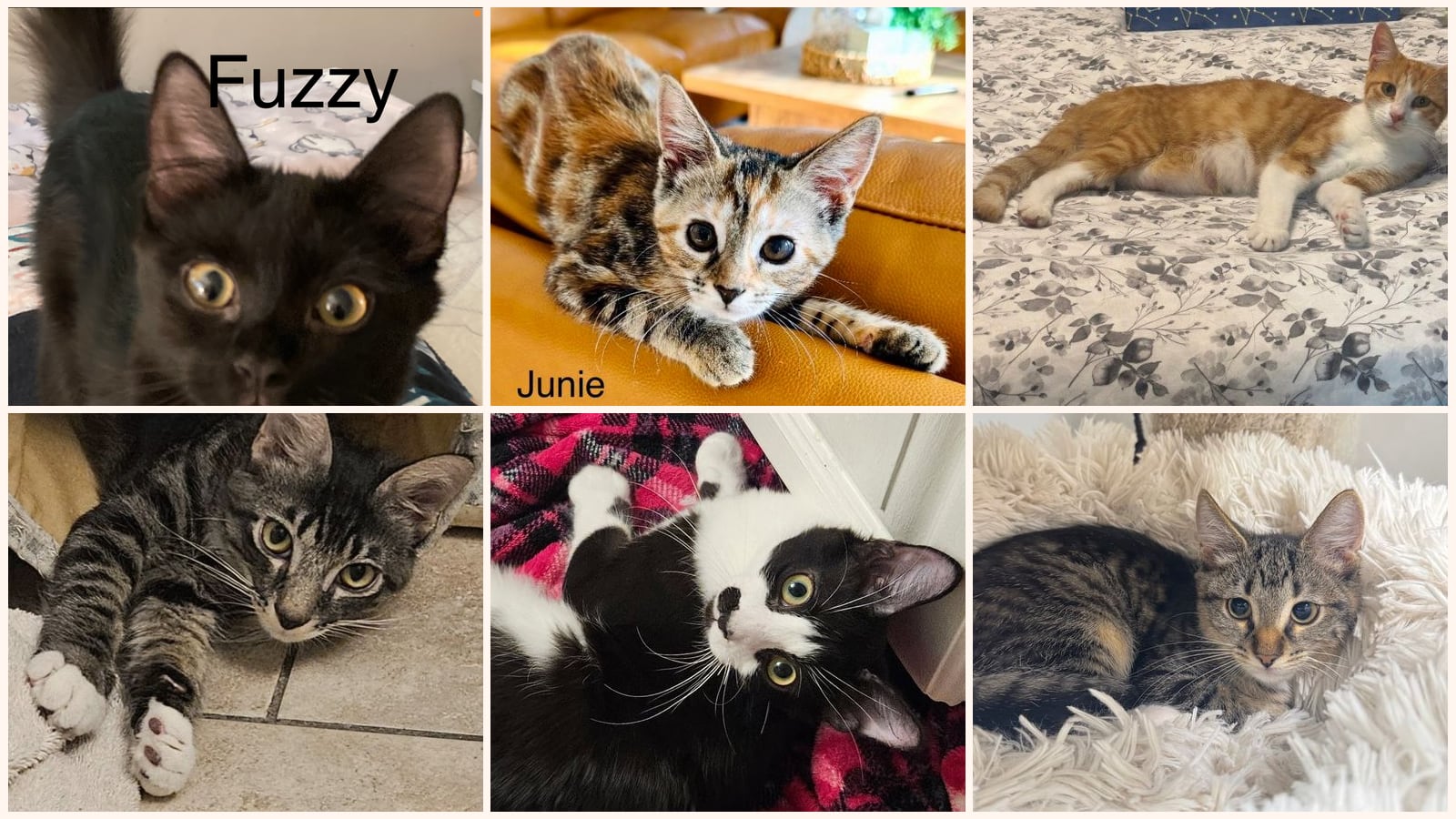 Cats up for adoption near Four Corners, FL