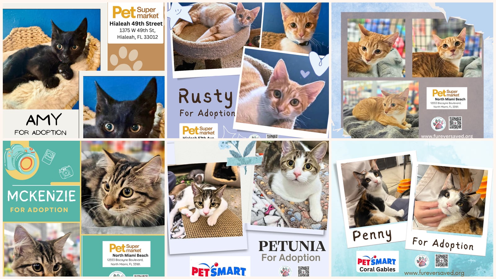 Cats up for adoption near Glenvar Heights, FL