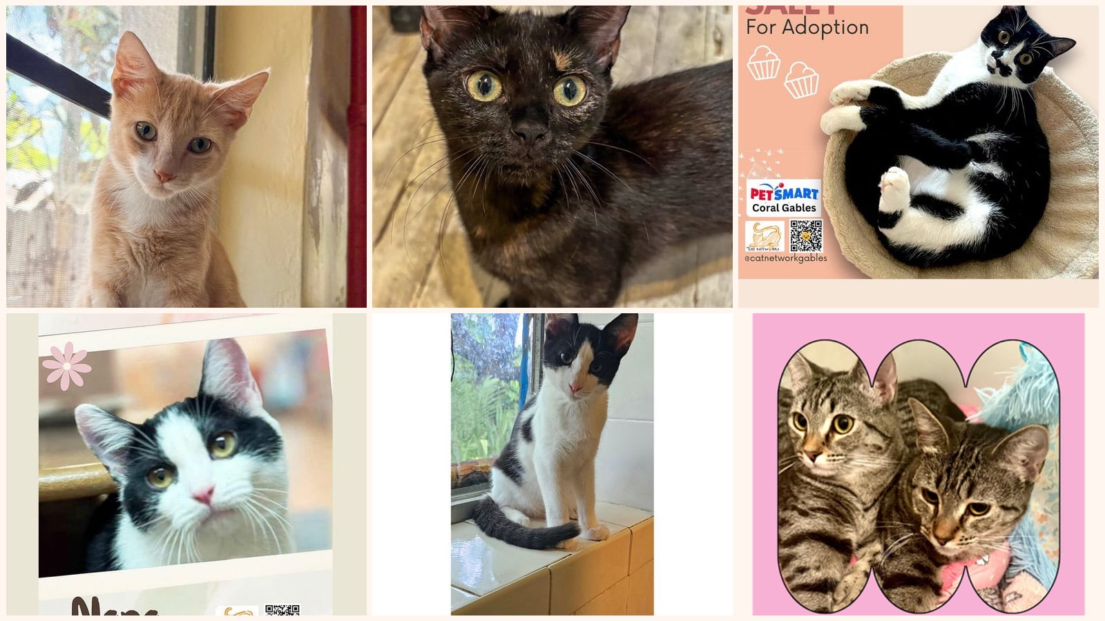 Cats up for adoption near Golden Glades, FL