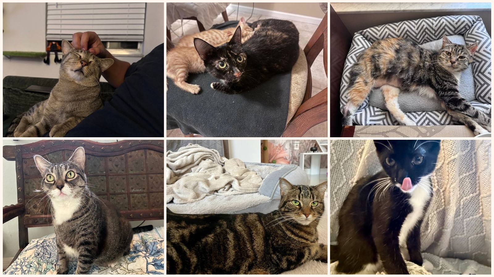 Cats up for adoption near Goldenrod, FL