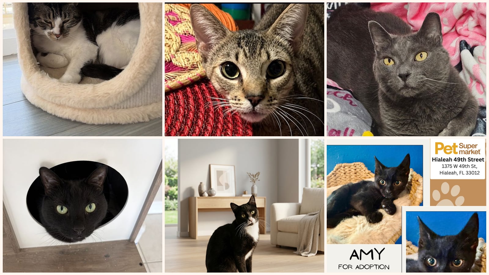 Cats up for adoption near Goulds, FL