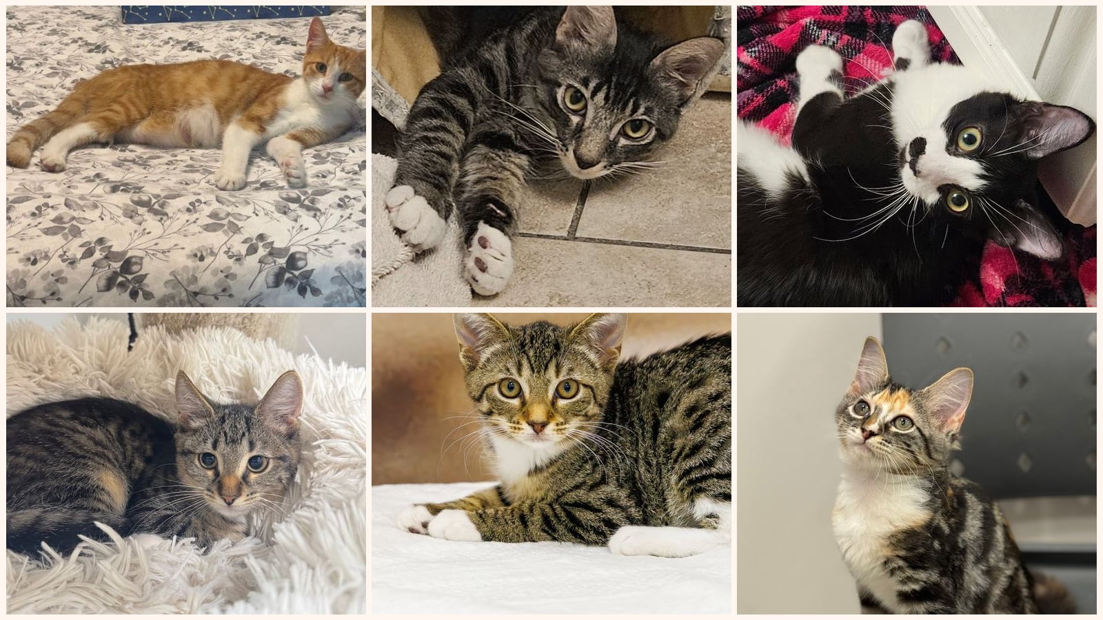 Cats up for adoption near Haines City, FL