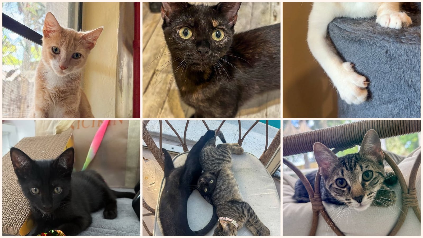 Cats up for adoption near Ives Estates, FL