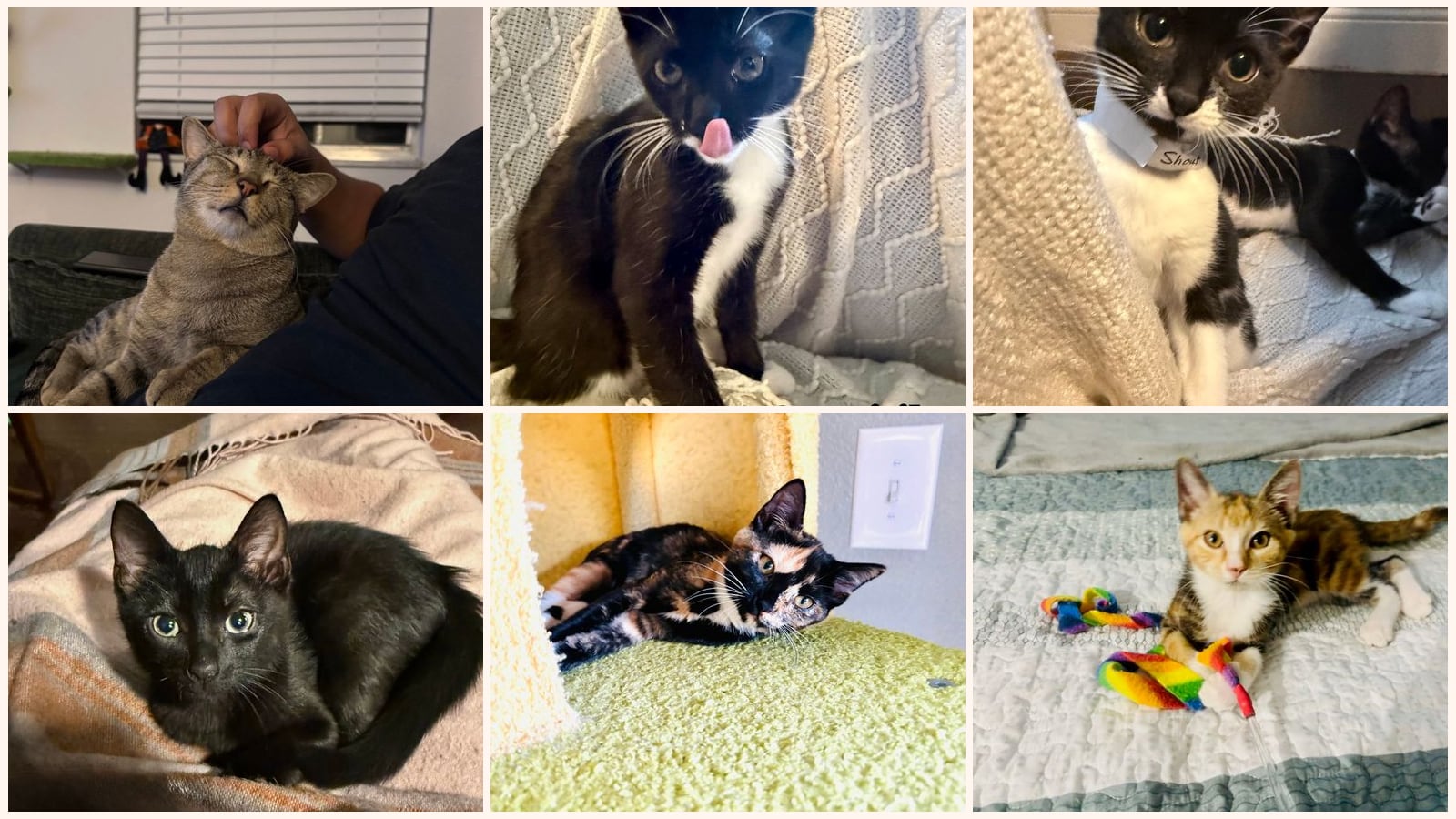 Cats up for adoption near Kissimmee, FL