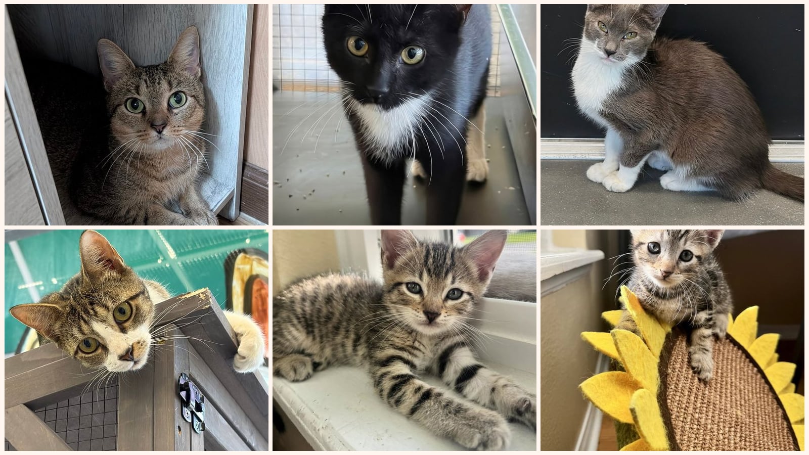 Cats up for adoption near Lady Lake, FL