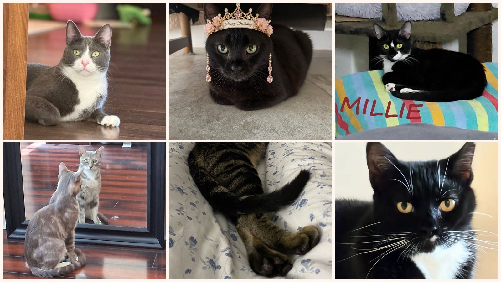 Cats up for adoption near Lake Worth Beach, FL