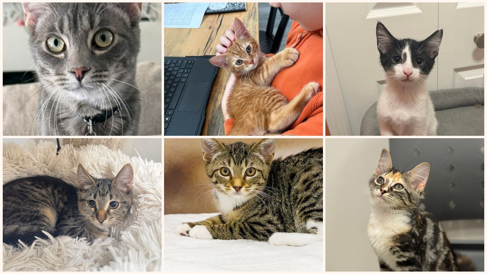 Cats up for adoption near Meadow Woods, FL