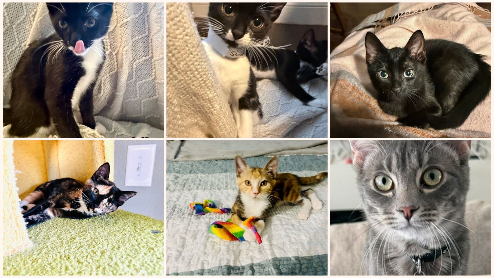 Cats up for adoption near Melbourne, FL
