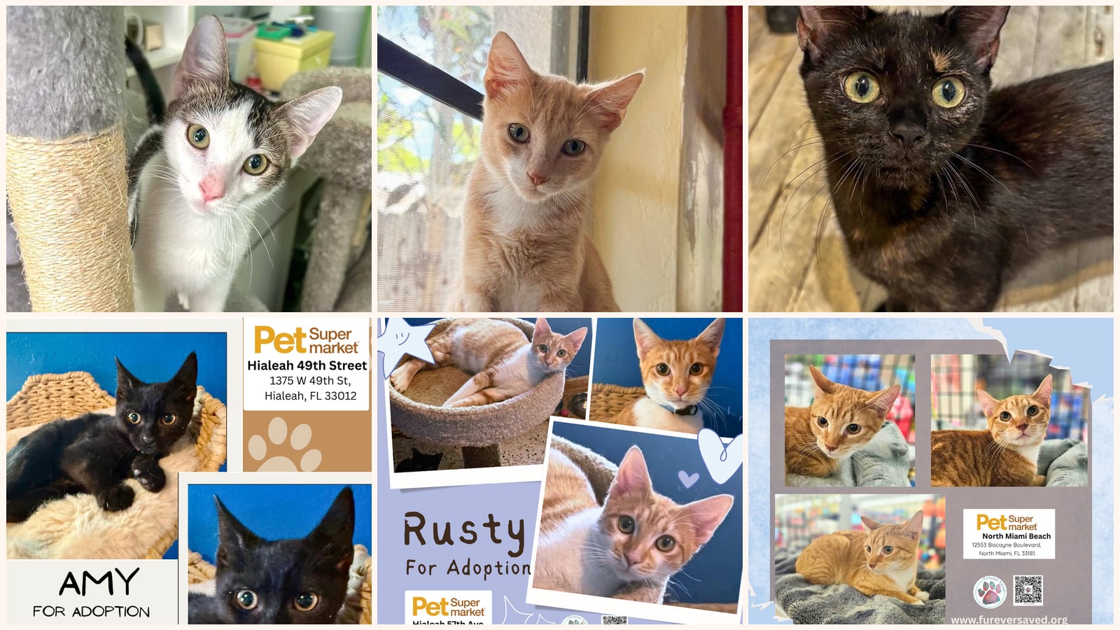 Cats up for adoption near Miami Lakes, FL