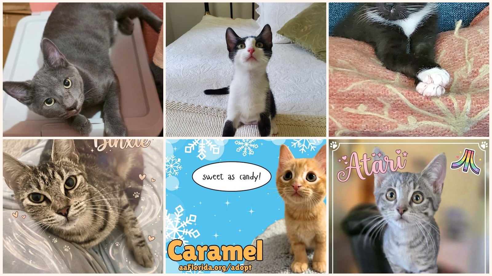 Cats up for adoption near Myrtle Grove, FL
